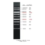 Ladder 1kb