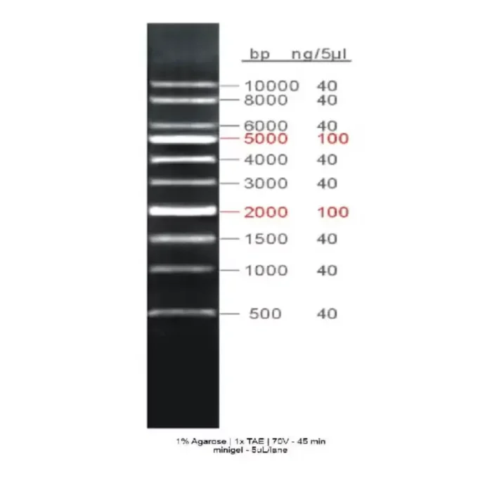 Ladder 1kb - Image 1