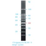 Ladder 100bp