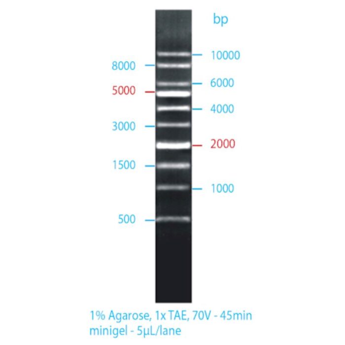 Ladder 1kb - Image 1