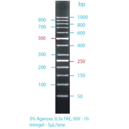Ladder 50bp