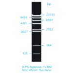 Low Range Ladder